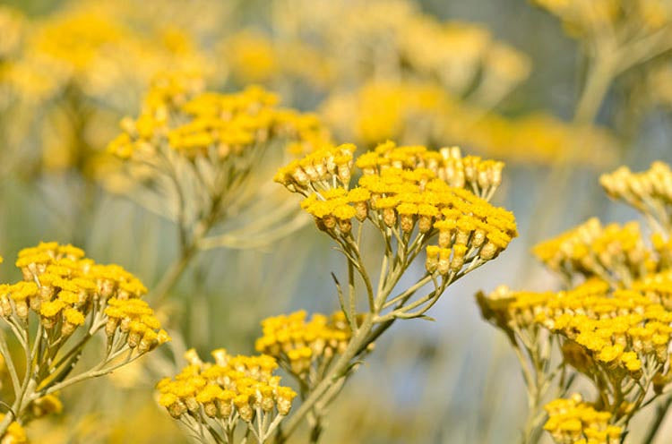 Jasmina Beauty Spotlight: Immortelle Flower